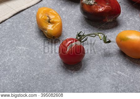 Infect Fruits With Phytophthora Infestans On Gray Background. Top View Of Overripe Rotten Tomatoes. 