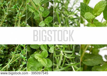 Origano, Pepper Mint, Rosemary And Thyme Green Leaves Marco With White Text Space