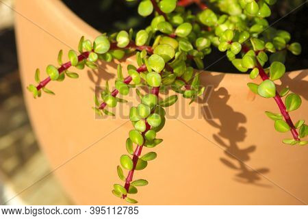 Beautiful Portulacaria Afra, Elephant Bushes Under The Sun