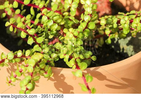 Beautiful Portulacaria Afra, Elephant Bushes Under The Sun