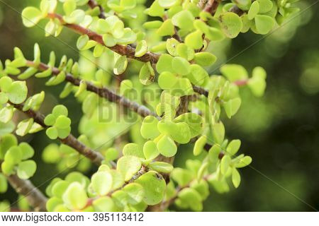 Beautiful Portulacaria Afra, Elephant Bushes Under The Sun
