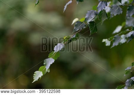 A Green Branch With Leaves With A Dark Bokeh Background