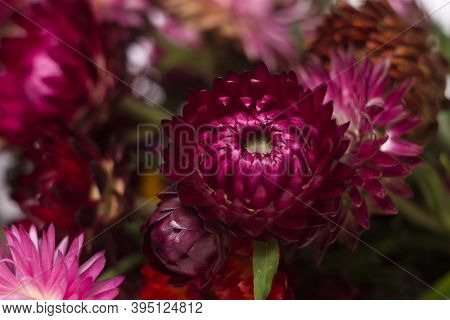 Flower Background. Pink And Red Flowers Of Xerochrysum Bracteatum (helichrysum Bracteatum), Macro. B
