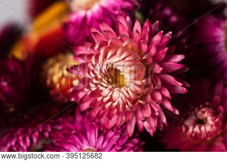 Flower Background. Pink And Red Flowers Of Xerochrysum Bracteatum (helichrysum Bracteatum), Macro. B