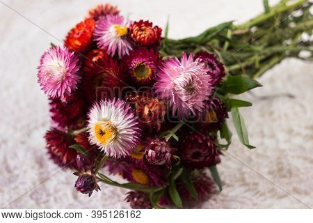 Floral Background. Bouquet Of Pink And Red Flowers Of Xerochrysum Bracteatum (helichrysum Bracteatum