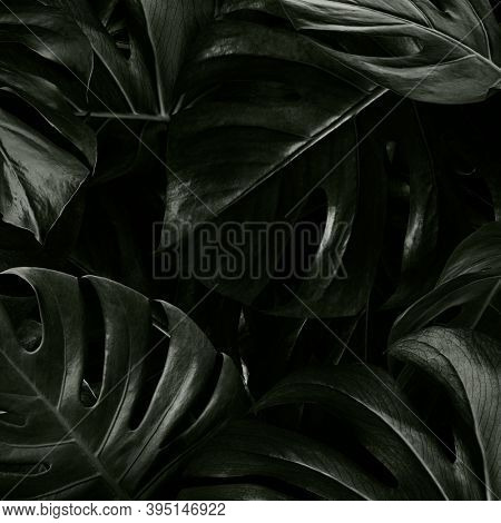 Monstera delicosa leaves nature background