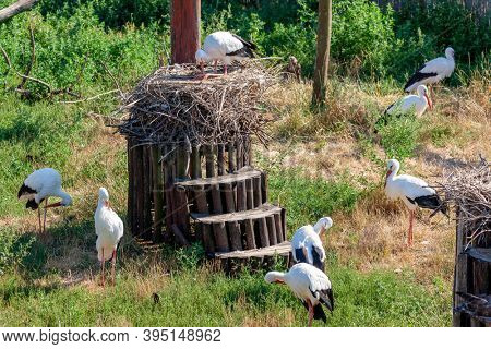 Storks near village Hortobagy, NP Hortobagy, Hungaria