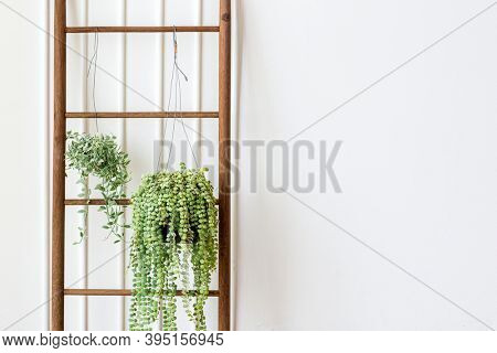 Dischidia diantha white diamond plants hanging on a wooden ladder