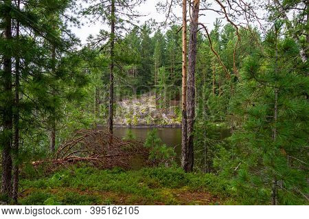 Lake Forest Islands In Siberia. Lake Tagasuk, Russia