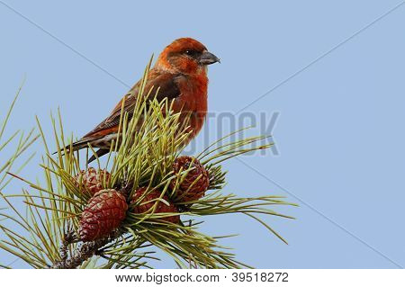 Loxia rosso (o comune)