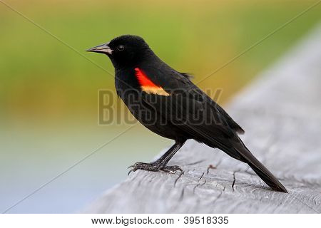 ชายแดง– winged Blackbird