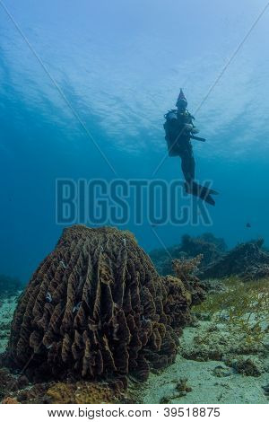 Scuba santa og tønde svamp