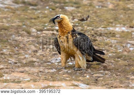 Bearded Vulture (gypaetus Barbatus), Also Known As The Lammergeier (or Lammergeyer) Or Ossifrage, Is