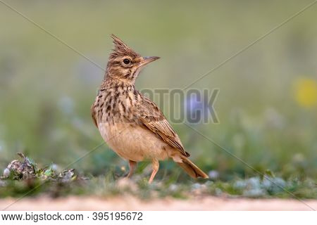 Crested Lark (galerida Cristata) Foraging On The Ground Side View In The Spanish Pyrenees, Vilagrass