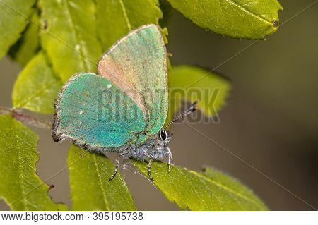 Green Hairstreak (callophrys Rubi) Butterfly Resting On Green Leaf Of Rowan (sorbus Aucuparia)