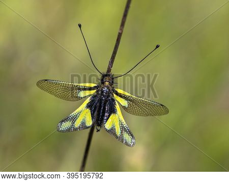 Owly Sulphur (libelloides Coccajus) Rare Insect Species Resting On Twig In Tuscany, Italy, April.