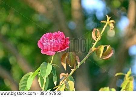 Pink Rose In Sun Bright