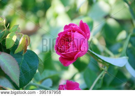 Pink Rose In Green