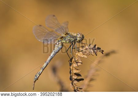 Dragonfly Sits On A Dried Plant Close Up