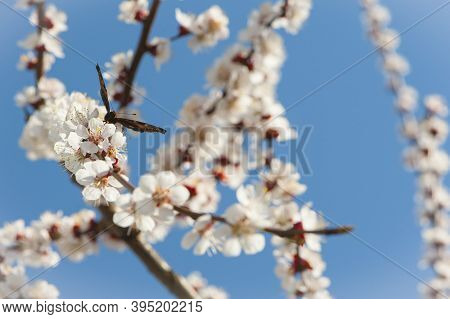 Butterfly Sits On A Flowering Tree Close Up