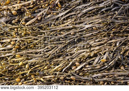 Bladder Wrack Seaweed Background On Outdoor. Fucus Vesiculosus
