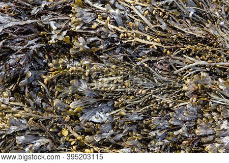 Bladder Wrack Seaweed Background On Outdoor. Fucus Vesiculosus