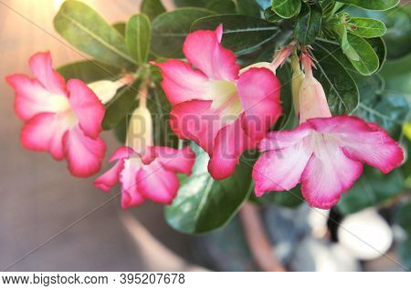 Pink Bignonia Flowers Or Adenium Flower , Adenium Multiflorum, Desert Rose On Tree . Beautiful Pink 