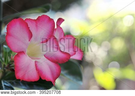 Pink Bignonia Flowers Or Adenium Flower , Adenium Multiflorum, Desert Rose On Tree . Beautiful Pink 