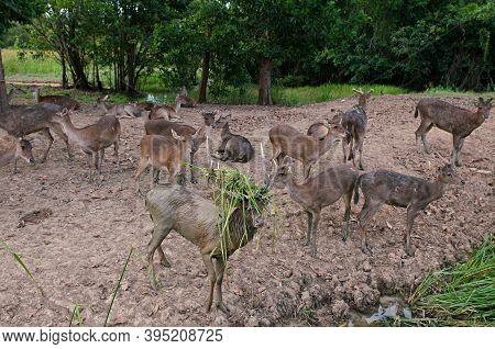 The Indian Hog Deer (hyelaphus Porcinus) Is A Small Deer Whose Habitat Ranges From Pakistan, The Dee