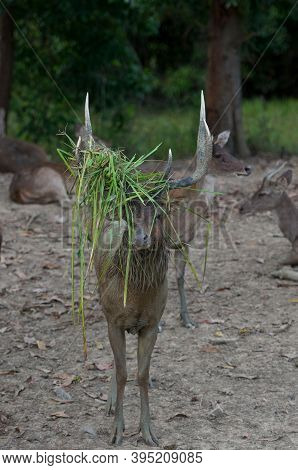 The Indian Hog Deer (hyelaphus Porcinus) Is A Small Deer Whose Habitat Ranges From Pakistan, The Dee