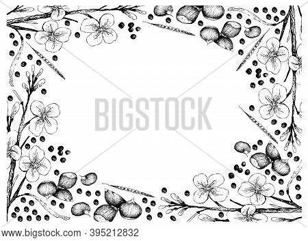 Illustration Frame Of Hand Drawn Sketch Of Canola Seeds And Japanese Chestnuts, Korean Chestnut Or C