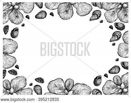 Illustration Frame Of Hand Drawn Sketch Of Almond Nuts And Terminalia Catappa Or Malabar Almonds Fru