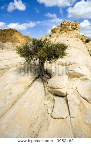 Close Up sulle rocce con un piccolo albero - Snow Canyon Utah