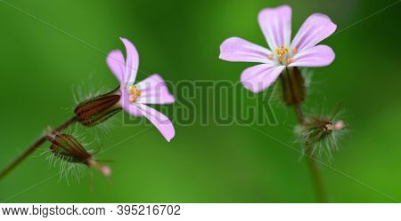 Beautiful purple flower Herb-Robert or Death Come Quickly ( Geranium Robertianum ) close up on green nature background.