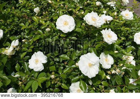 Multiple White Semi Double Flowers Of Roses In May