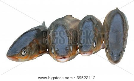 Pesci (leuciscus Brandti)