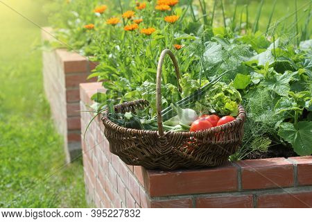 Basket With Vegetables. Raised Beds Gardening In An Urban Garden Growing Plants Herbs Berries And Ve