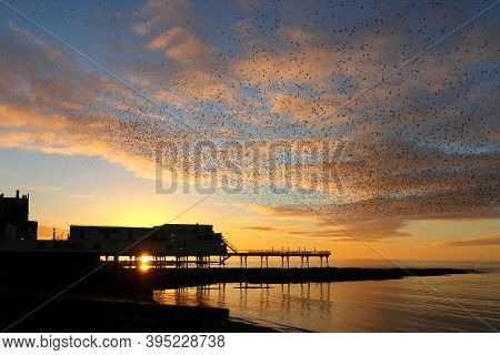 A Murmuration Of Starlings Gathering In The Sky Above Aberystwyth Pier At Sunset