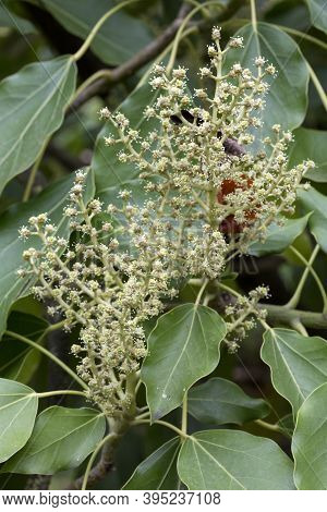Oreopanax X Capitatus Is A Shrub N The Family Araliaceae