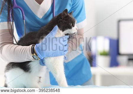 Veterinarian In The Office Examines The Cat. Veterinary Clinic Services Concept