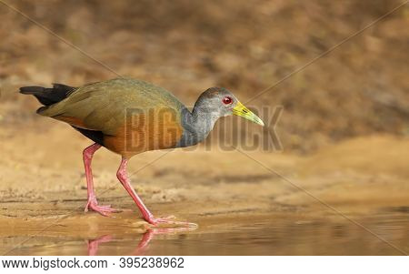Close Up Of A Little Wood Rail Looking For Food On A River Bank, Pantanal, Brazil.