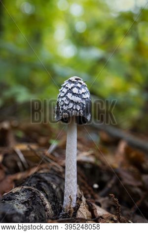 Coprinus Picaceus. Mushroom In A Chestnut Forest.