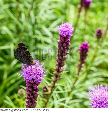 A Butterfly Sitting On Purple Fluffy Flowers Liatris Spikata. Scientific Name Is Liatris .