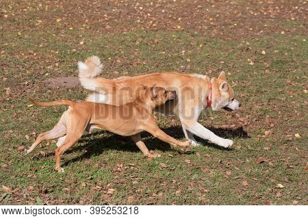 Cute American Pit Bull Terrier Puppy And Akita Inu Puppy Are Running In The Autumn Park. Pet Animals