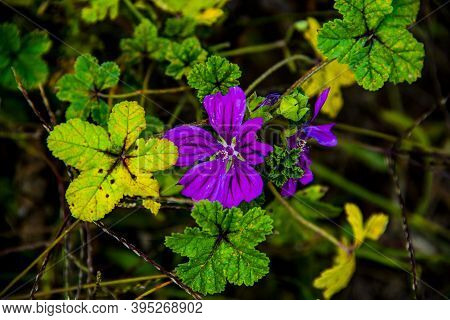 Close Up Of Purple Setigera Malva Among Green Leaves And Gradient Background