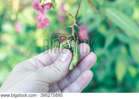 Himalayan Balm Seeds In Hand Close Up Photo. Policeman Helmet Plant, Bobby Tops, Invasive Asian Plan