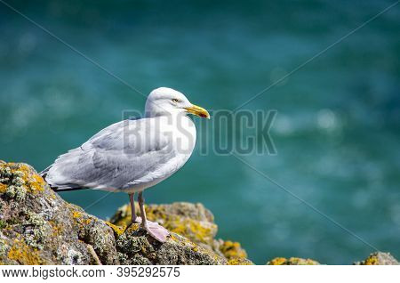 Seagull At Saltee Island, Ireland, With Blurred Background And Copy Space.