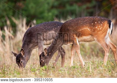 Two Fallow Deer Hinds Gazing On Grassland In Autumn Nature