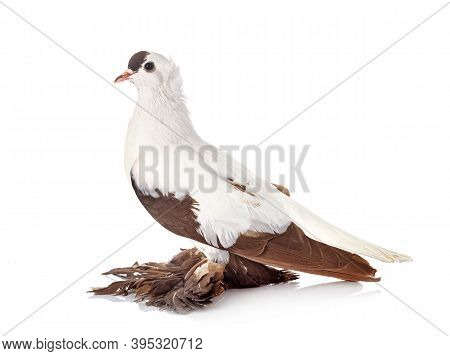 Cigogne De Saxe In Front Of White Background
