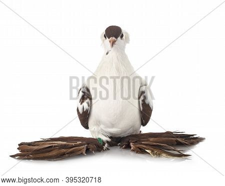 Cigogne De Saxe In Front Of White Background